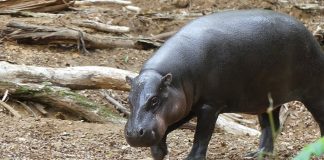 Hipopotamul pitic (Hexaprotodon liberiensis), are corpul greoi și capul mare