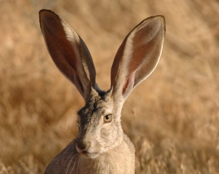 Iepurele De California Lepus Californicus Are Urechile Uriașe Deștepțiro 1521