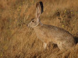 Iepurele de California (Lepus californicus), are urechile uriașe