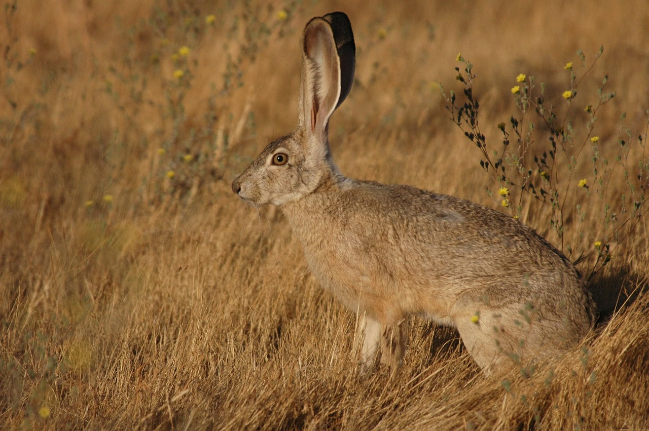 Iepurele de California (Lepus californicus), are urechile uriașe