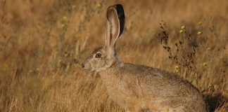 Iepurele de California (Lepus californicus) – adaptarea unei specii aride Iepurele de California (Lepus californicus), are urechile uriașe