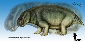 Kannemeyeria - o terapsidă foarte răspândită, care semănă cu un hipopotam