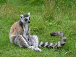 Lemurianul Katta (Lemur catta) din pădurile Madagascarului, unul dintre cei mai cunoscuți prosimieni