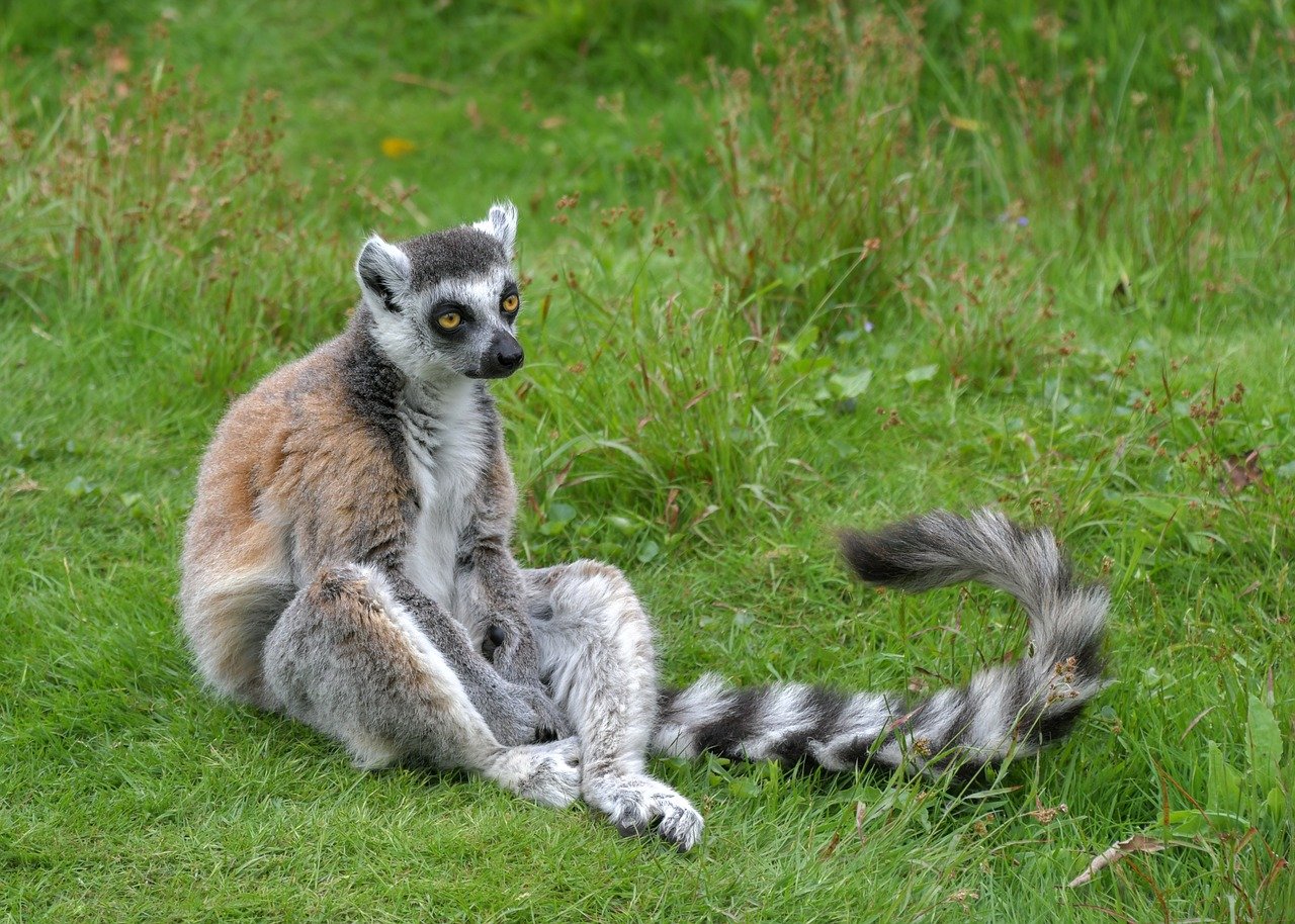 Lemurianul Katta (Lemur catta) din pădurile Madagascarului, unul dintre cei mai cunoscuți prosimieni