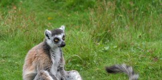 Lemurianul Katta (Lemur catta) din pădurile Madagascarului, unul dintre cei mai cunoscuți prosimieni