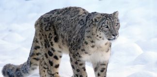 Leopardul zăpezilor (Panthera uncia), o felină primejdioasă