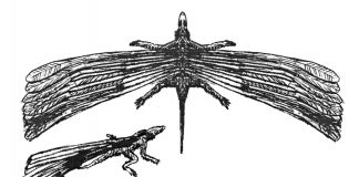 Longisquama, o reptilă preistorică învăluită în mister care a trăit în Triasic