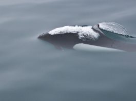 Marsuinul lui Dall (Phocoenoides dalli), numit și porcul de mare