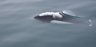 Marsuinul lui Dall (Phocoenoides dalli), numit și porcul de mare