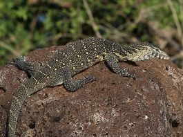 Monitorul de Nil (Varanus niloticus), un varan ce trăiește doar pe valea Nilului