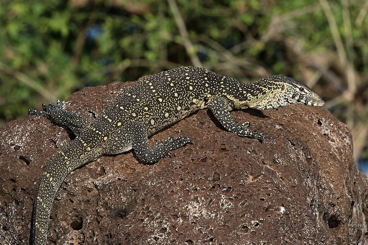 Monitorul de Nil (Varanus niloticus), un varan ce trăiește doar pe valea Nilului