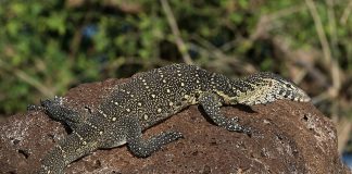Monitorul de Nil (Varanus niloticus) – varanul puternic al Africii Monitorul de Nil (Varanus niloticus), un varan ce trăiește doar pe valea Nilului