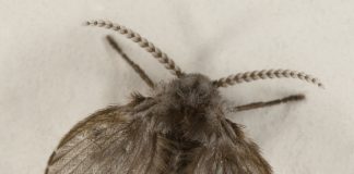 Musculițe de nisip și molii din familia Psychodidae