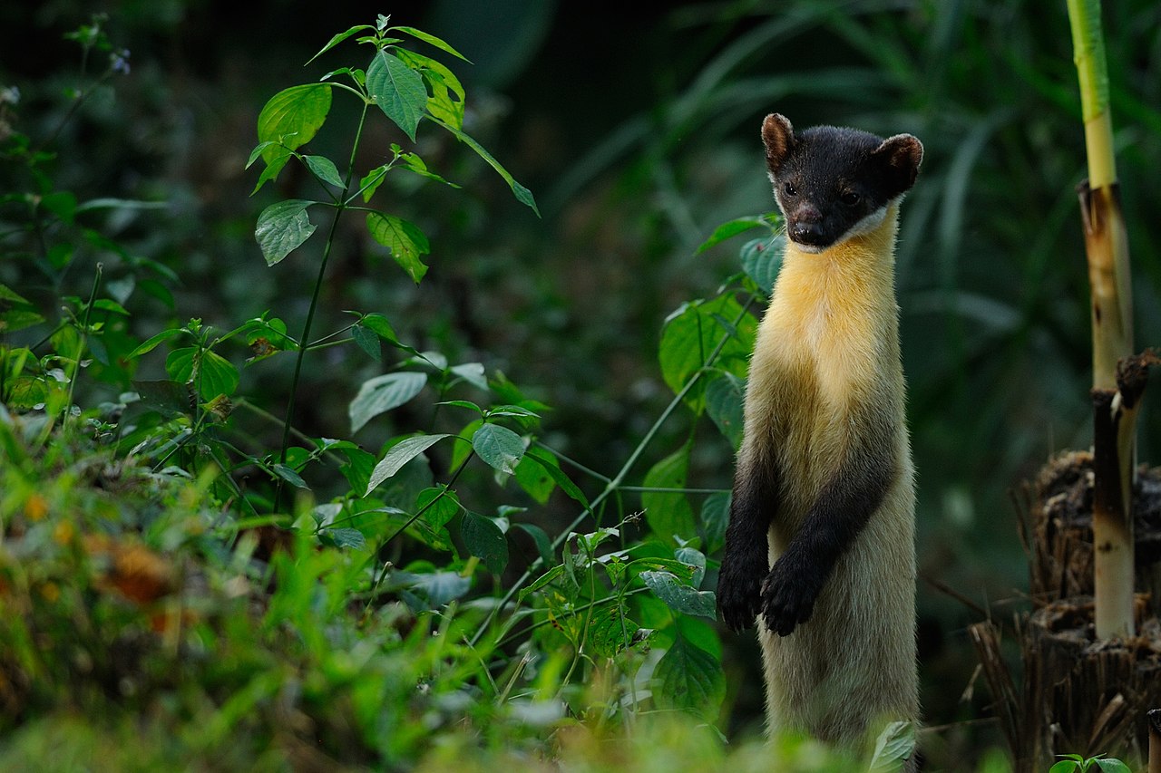 Mustelide arboricole