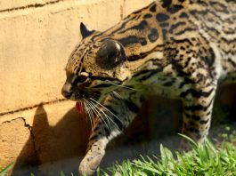 Ocelotul (Felis pardalis) atacă alte animale dar și omul