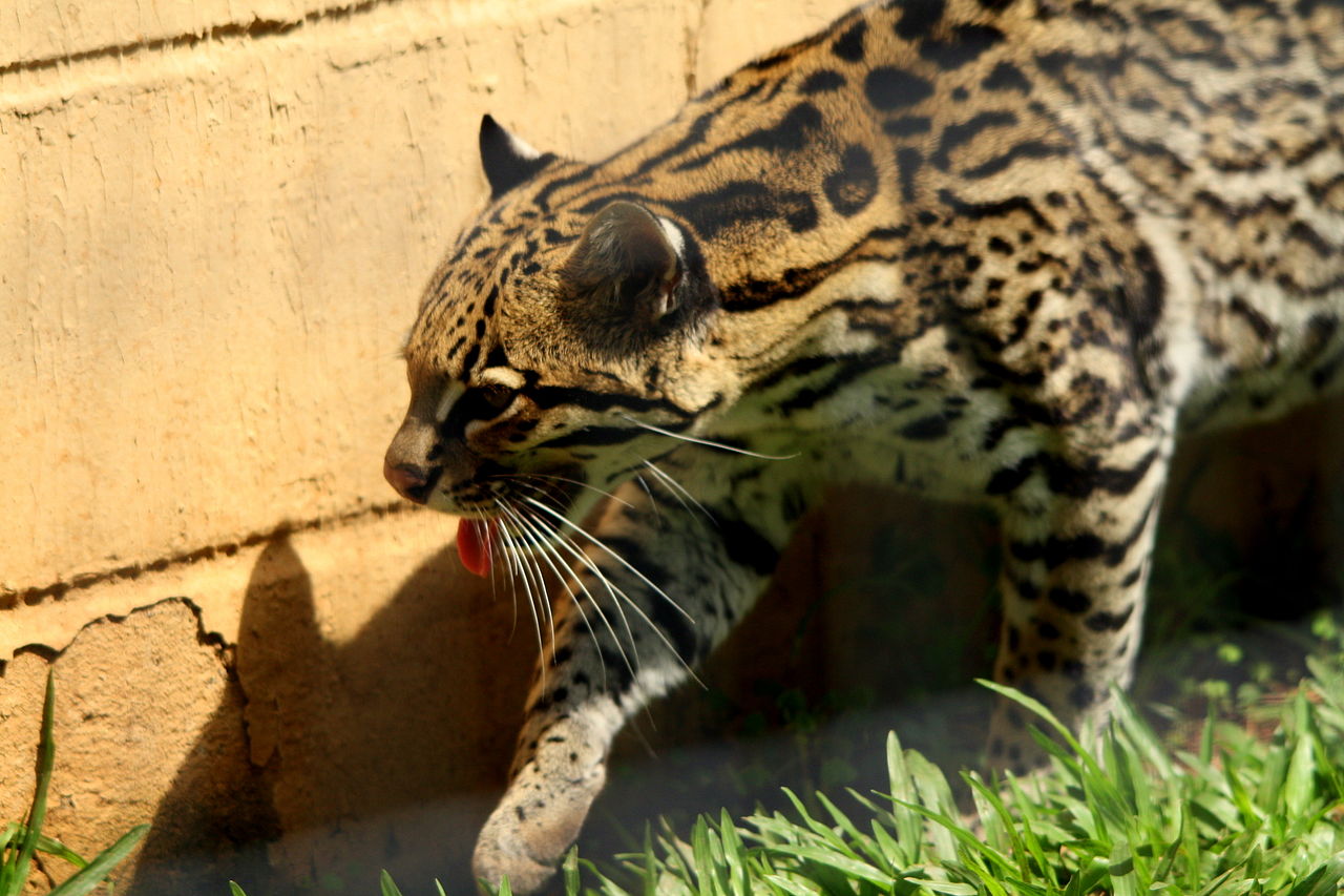 Ocelotul (Felis pardalis) atacă alte animale dar și omul