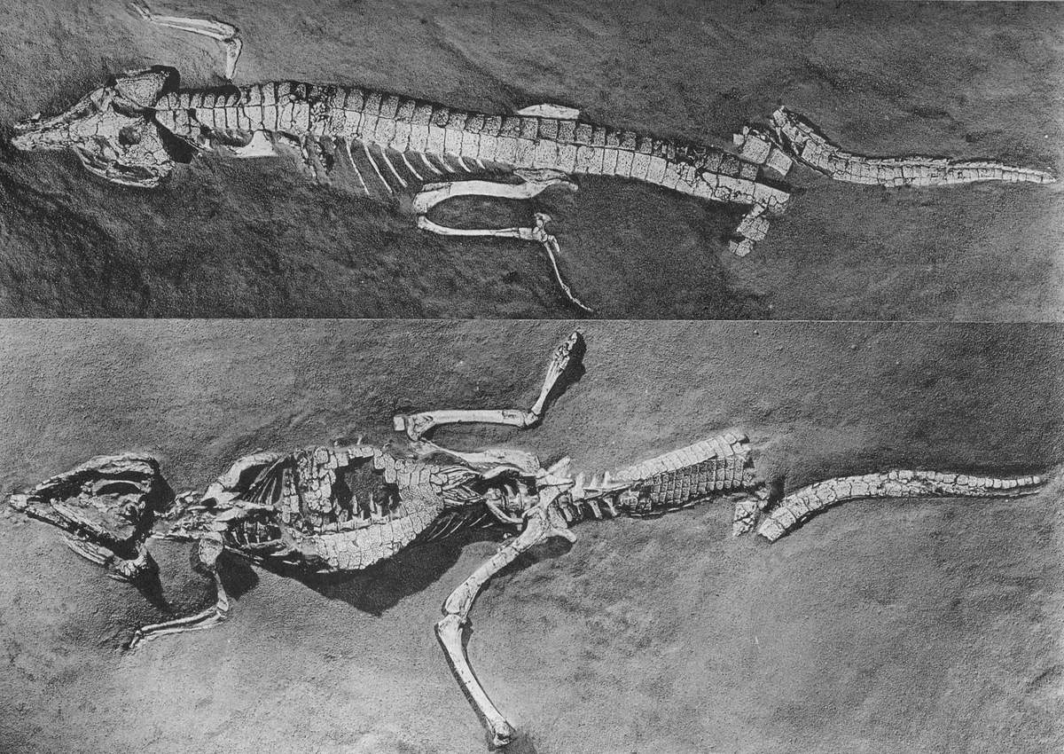 Orthosuchus, Foto: animalreader.ru