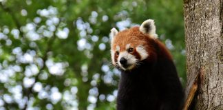 Panda roșu (Ailurus fulgens) – animalul solitar al munților asiatici