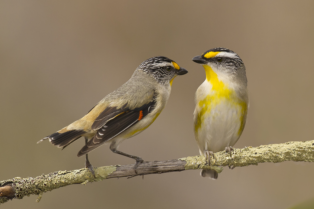 Pardalotus striatus