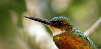 Pasărea Baranquero (Galbula ruficauda) – strălucire tropicală în culori vii Pasărea strălucitoare Baranquero (Galbula ruficauda), au un penaj viu colorat
