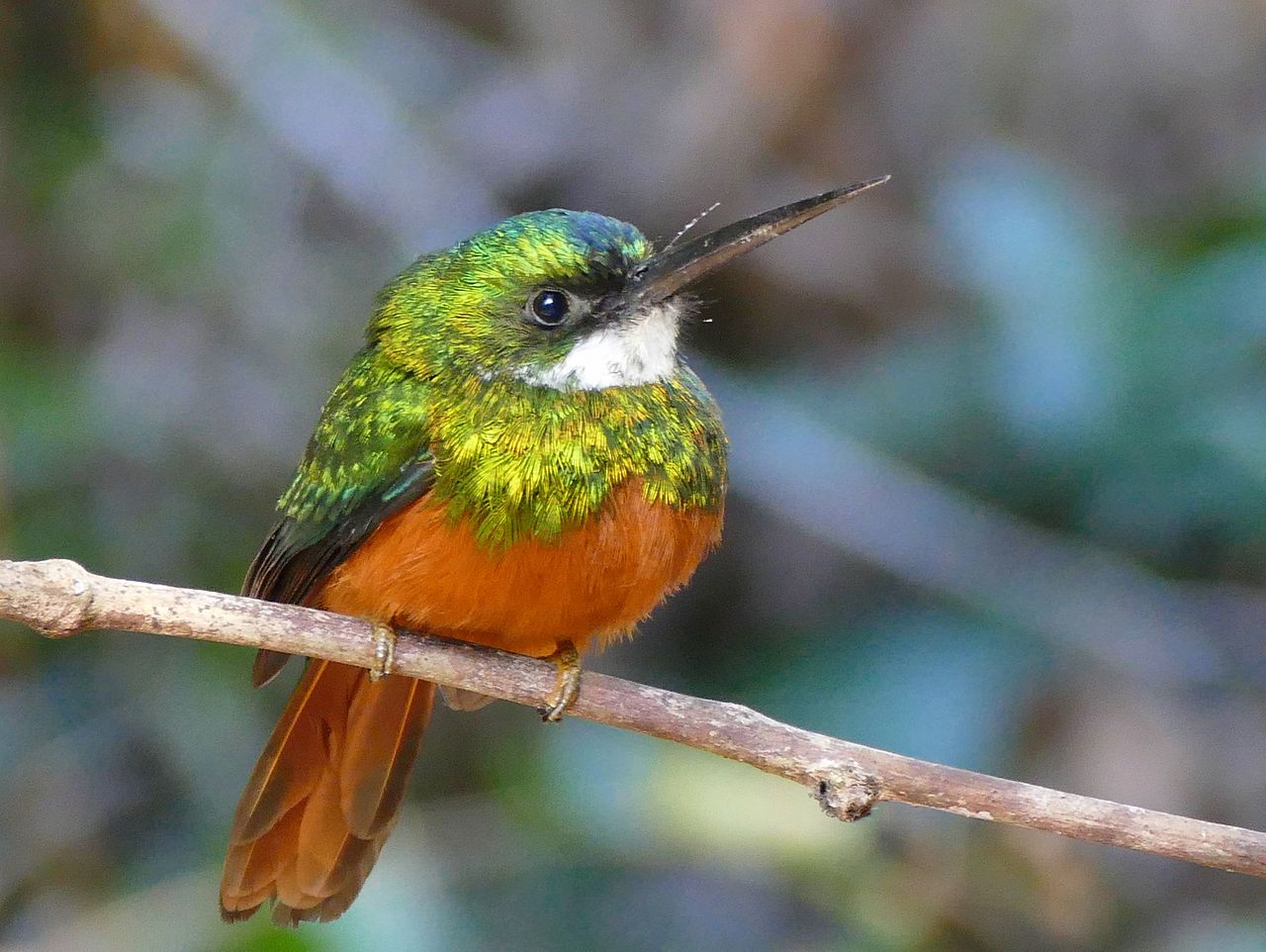 Pasărea strălucitoare Baranquero