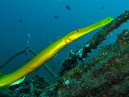 Pește prădător de recif, peștele-trompetă (Aulostomus chinensis)