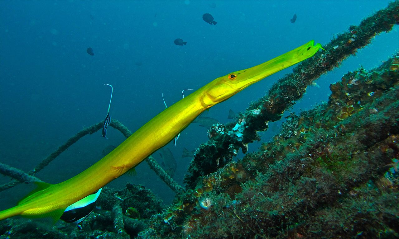 Pește prădător de recif, peștele-trompetă (Aulostomus chinensis)