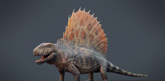 Pelicozaurul Dimetrodon, un animal preistoric cu creastă dorsală