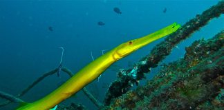 Pește prădător de recif, peștele-trompetă (Aulostomus chinensis)