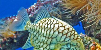 Peștele ananas (Cleidopus gloriamaris), vezi de unde și-a primit denumirea