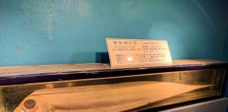 Peștele coasă (Trachipterus trachypterus), un pește de apă sărată