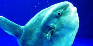 Peștele lună (Mola mola) – cel mai mare pește osos din lume Peștele luna (Mola mola), numit și cap plutitor