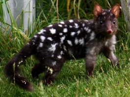 Pisica marsupială (Dasyurus viverrinus), un reprezentant al genului Dasyurus