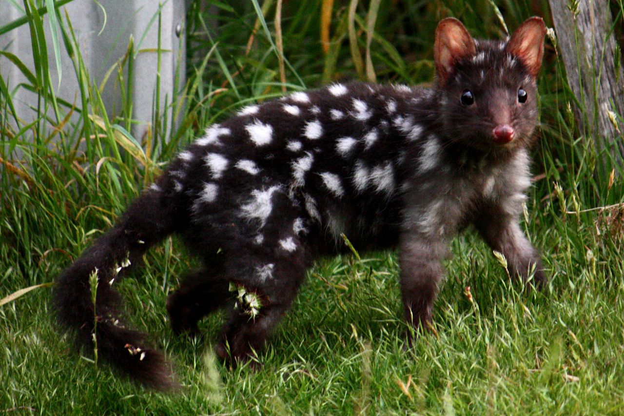 Pisica marsupială (Dasyurus viverrinus), un reprezentant al genului Dasyurus