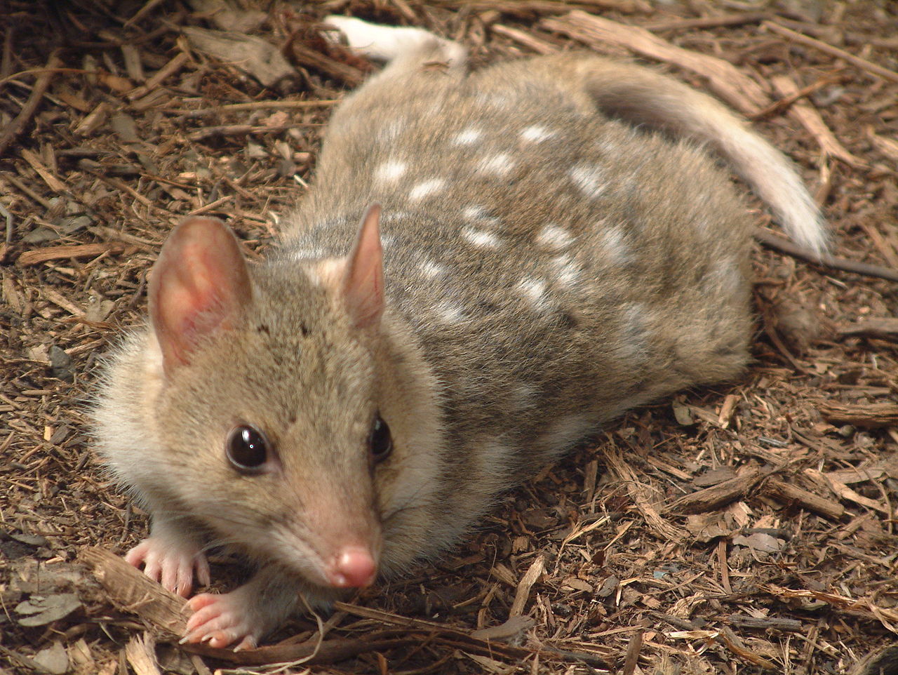 Pisica marsupială