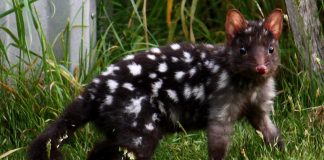 Pisica marsupială (Dasyurus viverrinus), un reprezentant al genului Dasyurus