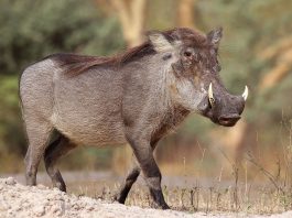 Porcul alergator (Phacochoerus africanu), vezi cum trăiesc aceste animale