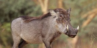 Porcul alergator (Phacochoerus africanu), vezi cum trăiesc aceste animale