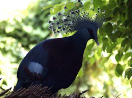 Porumbelul evantai (Goura victoria), o pasăre nemigratoare