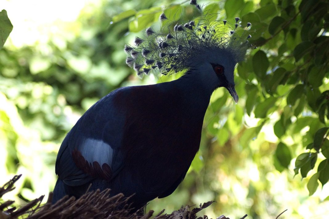 Porumbelul evantai (Goura victoria), o pasăre nemigratoare Porumbelul evantai (Goura victoria), o pasăre nemigratoare