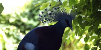 Porumbelul evantai (Goura victoria), o pasăre nemigratoare