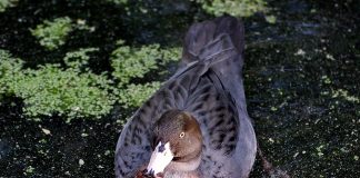 Rața albastră (Hymenolaimus malacorhynchos), o pasăre acvatică nemigratoare