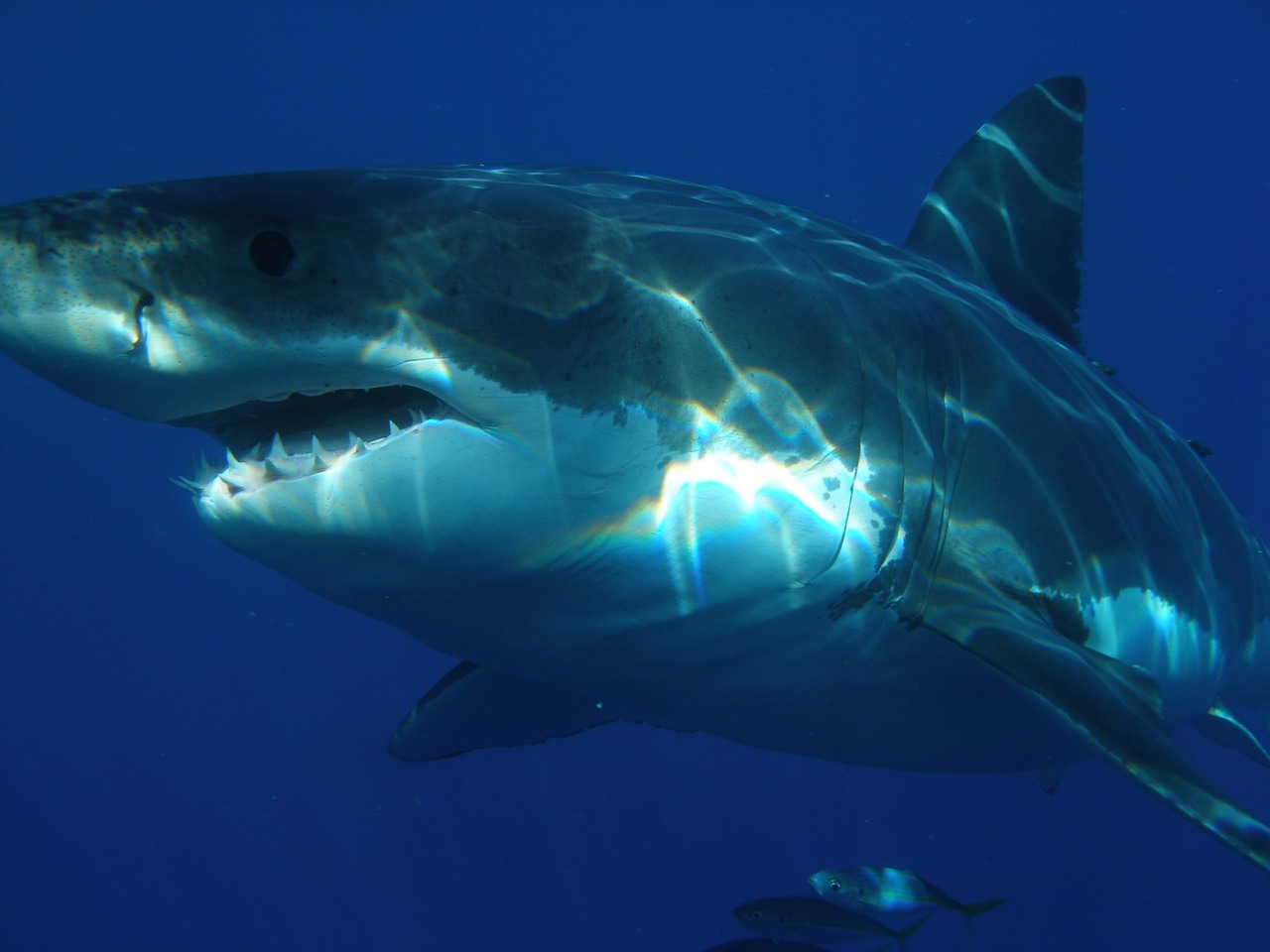 Rechinul alb (Carcharodon carcharias), cel mai mare pește răpitor