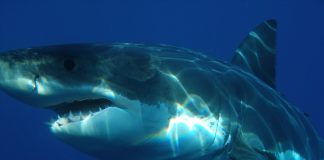 Rechinul alb (Carcharodon carcharias) – cel mai mare prădător al oceanelor Rechinul alb (Carcharodon carcharias), cel mai mare pește răpitor