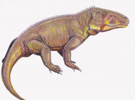 Reptila Shansisuchus, descoperită în provincia Shansi din China