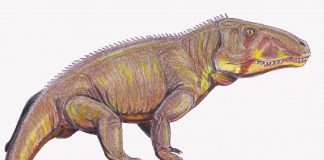 Reptila Shansisuchus, descoperită în provincia Shansi din China