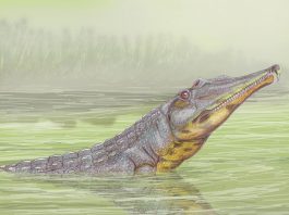 Rutiodon - o rudă a crocodililor de acum 220 milioane de ani, din Triasicul superior