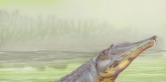 Rutiodon - o rudă a crocodililor de acum 220 milioane de ani, din Triasicul superior