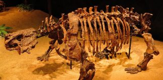 Scutosaurus, o reptilă străveche de 500 de kilograme