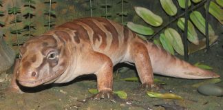 Seymouria, o reptilă timpurie de mici dimensiuni